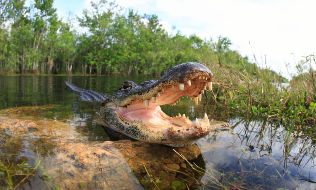 The biggest alligator ever found in Louisiana was 19ft 2in