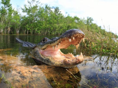 A The Top 4 Most Alligator Infested Lakes In Texas
