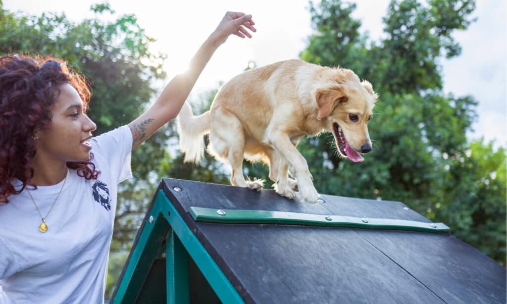 Dog Park Series - Obstacle Course at Tropical Park Miami