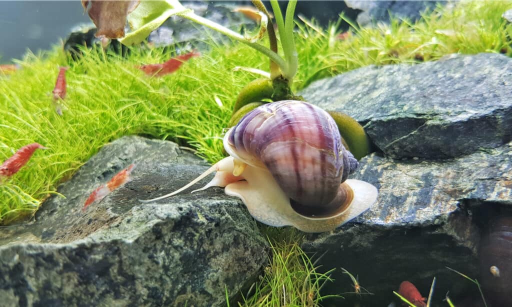 Mystery snail