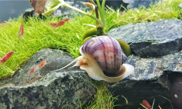 Male vs Female Mystery Snail - A-Z Animals