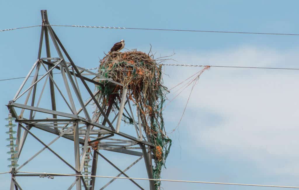 Hawk nest