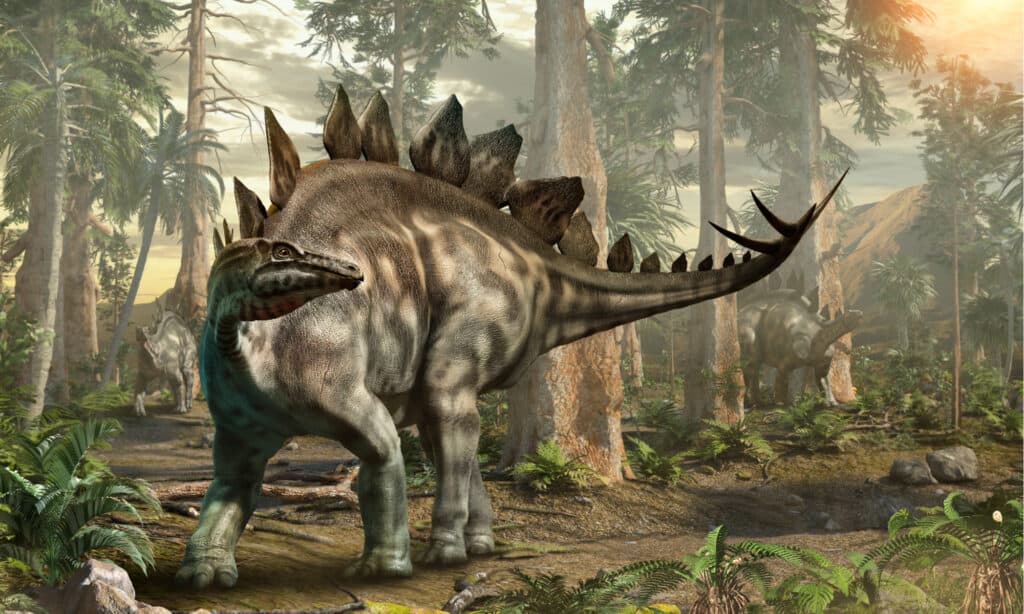 Stegosaurus in Forest