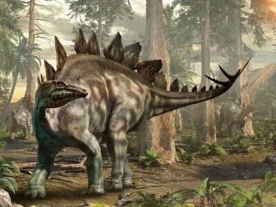 A Stegosaurus vs Allosaurus: Who Would Win in a Fight?