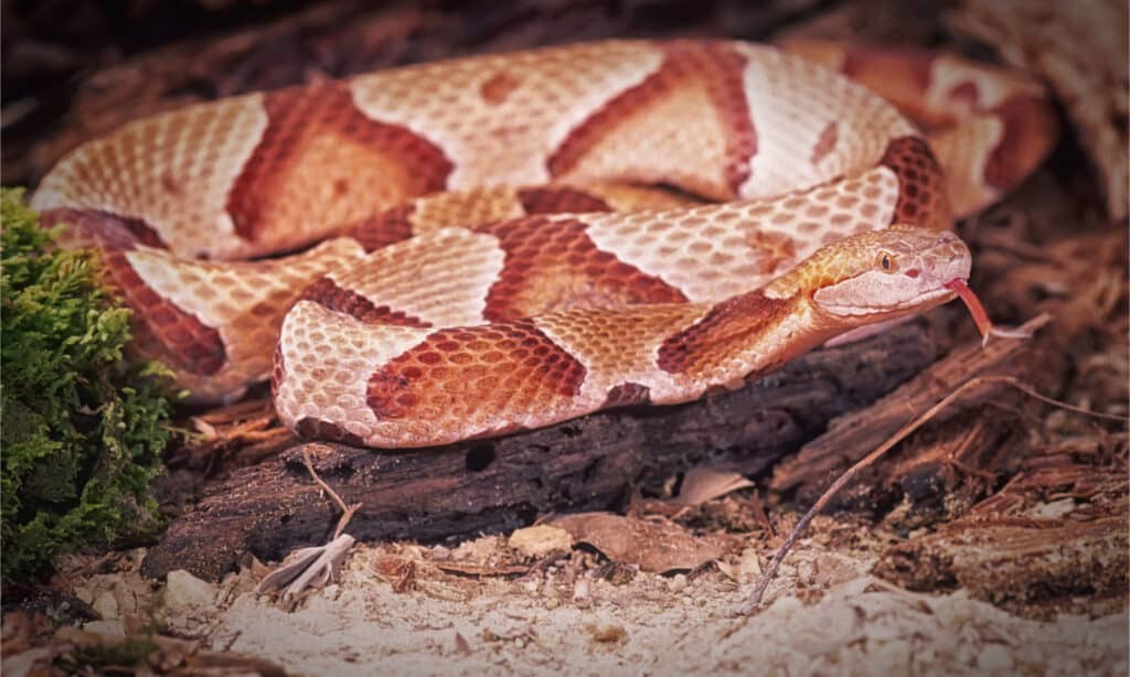 copperhead snake