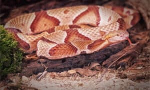 Copperhead vs Northern Watersnake: What are the Differences? Picture