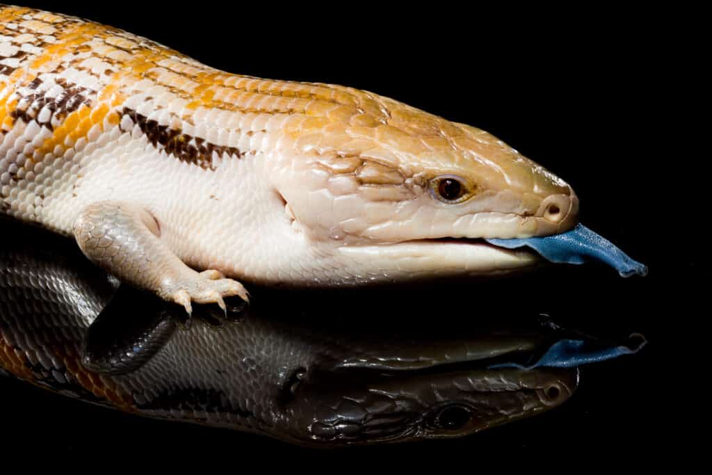 A,Northern,Blue,Tongue,Skink,With,Yellow,Stripes,On,Its