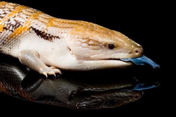 A northern blue tongue skink with yellow stripes on its back laying on a black mirror with its reflection visible beneath it as it sticks is blue tongue out as if licking its reflection.