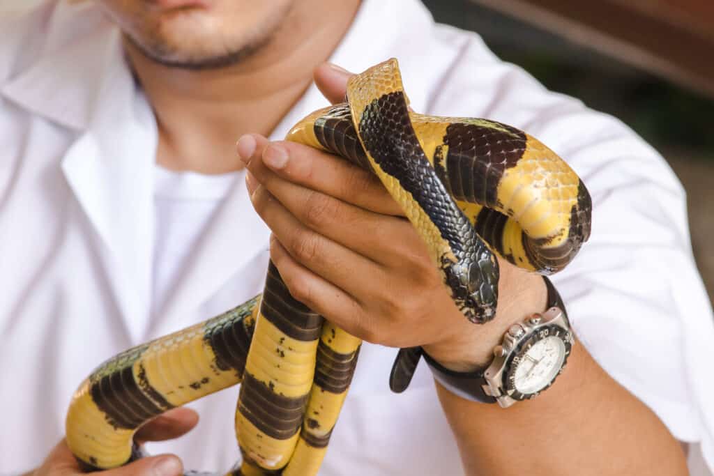 man holding malayan krait