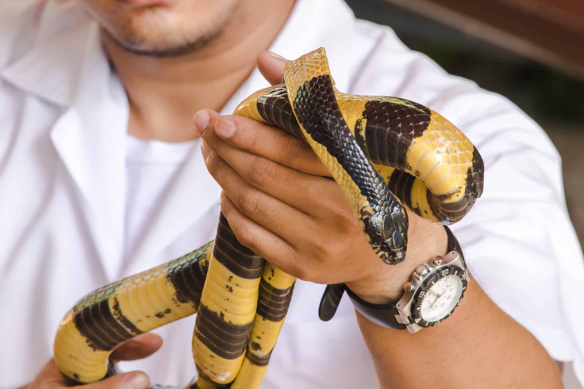 Malayan Krait - A-Z Animals