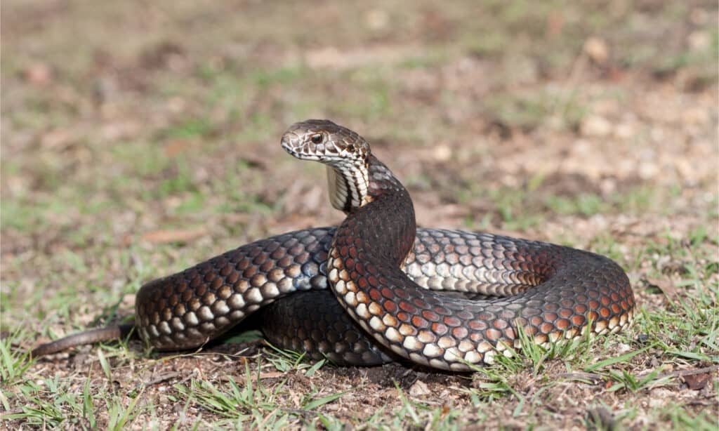 Yes, Snakes Can Hear Sound