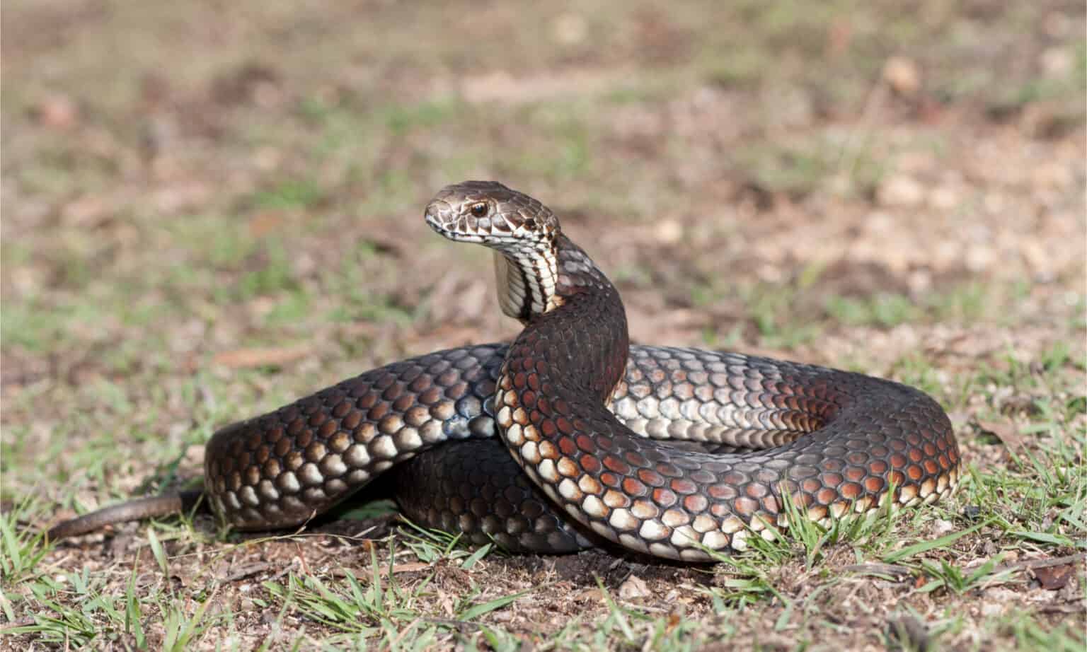 When do Copperheads Hibernate (Brumate) in North Carolina? - A-Z Animals