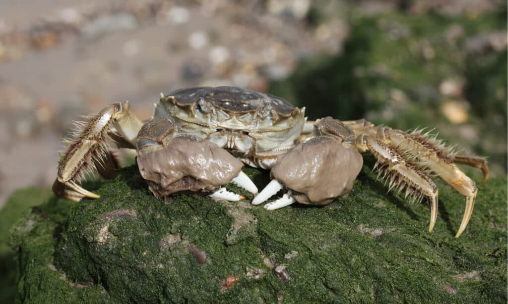 chinese mitten crab