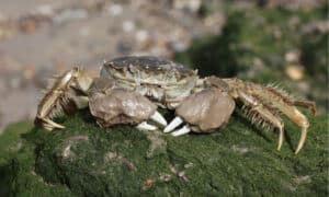Meet The Furry Crab That Is Threatening Salmon and Trout Populations Picture