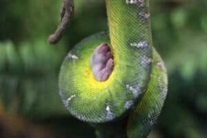 5 Awesome Tree Boas You’ve Probably Never Seen photo