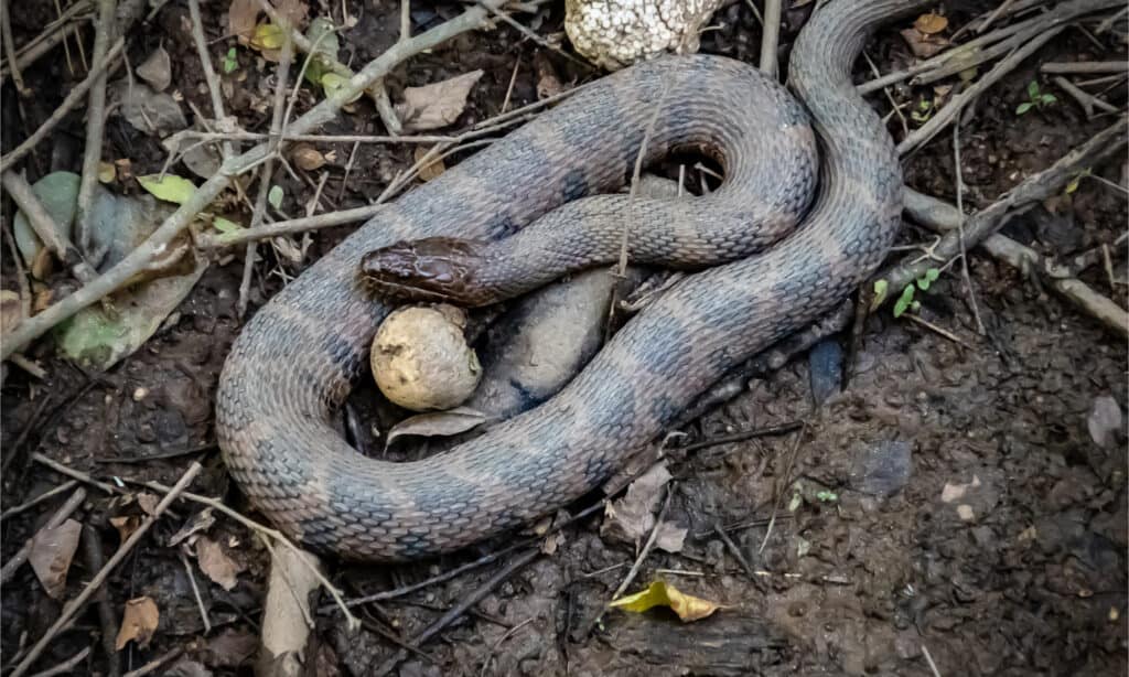 banded watersnake on the ground