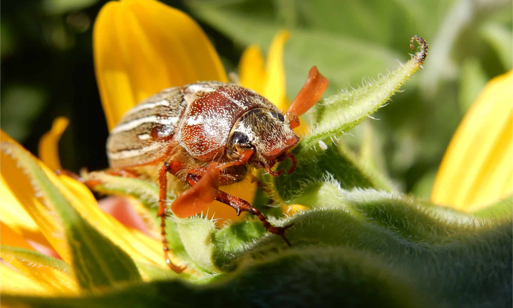 June Bug Vs Japanese Beetle What Are The Differences Wiki Point 2336