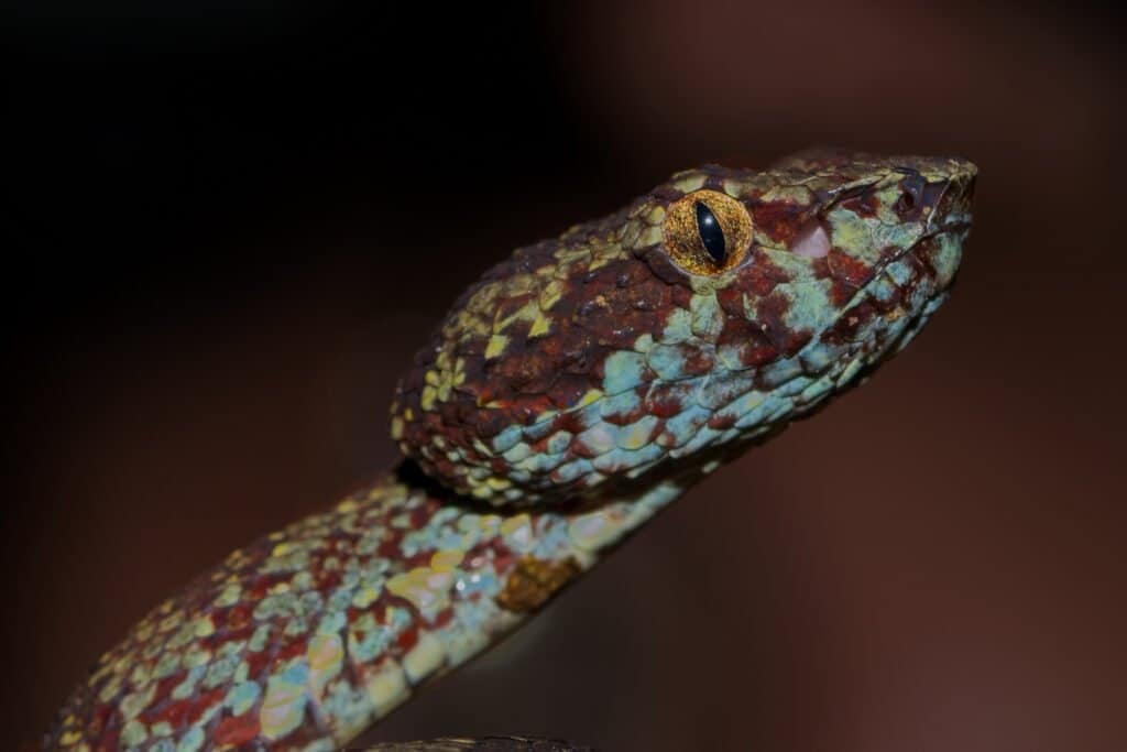 malabar rattlesnake