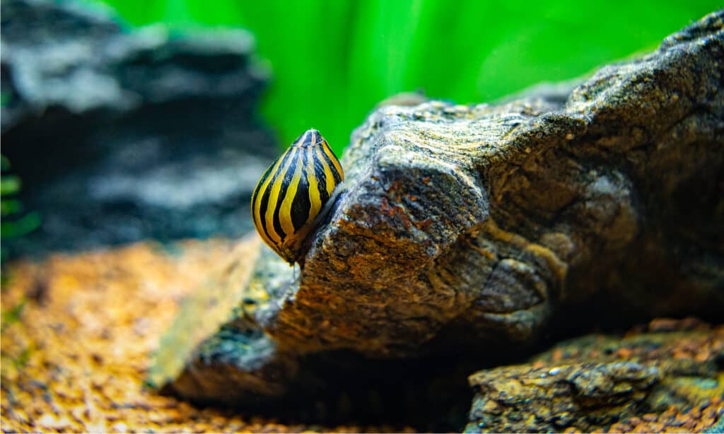 spotted nerite snail (Neritina natalensis)