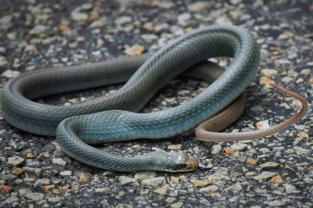 Blue racer snake