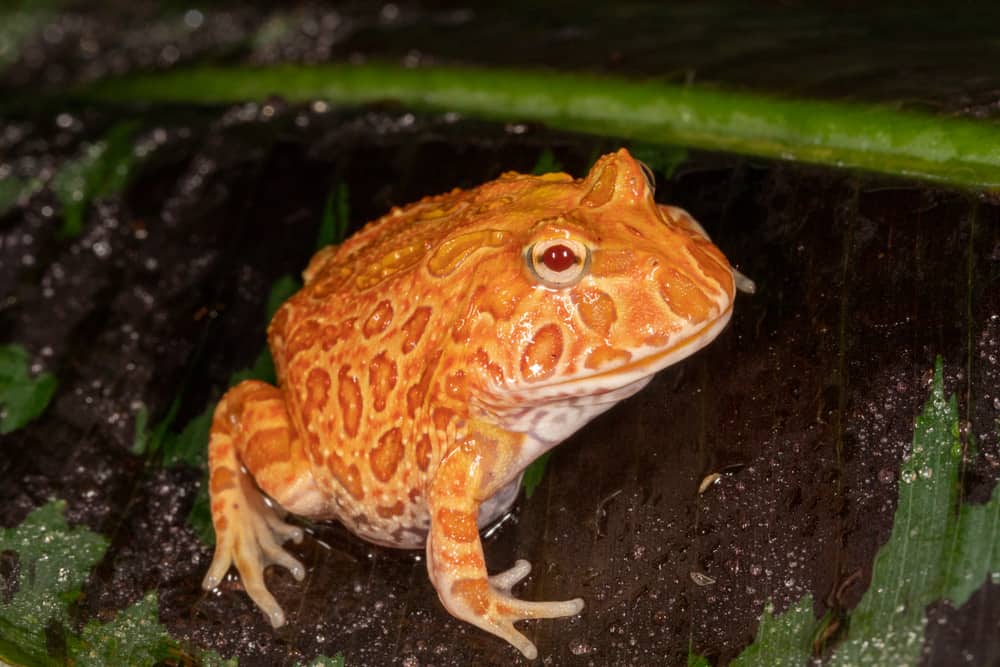 Strawberry Pineapple Albino Variation of Pac-Man Frog