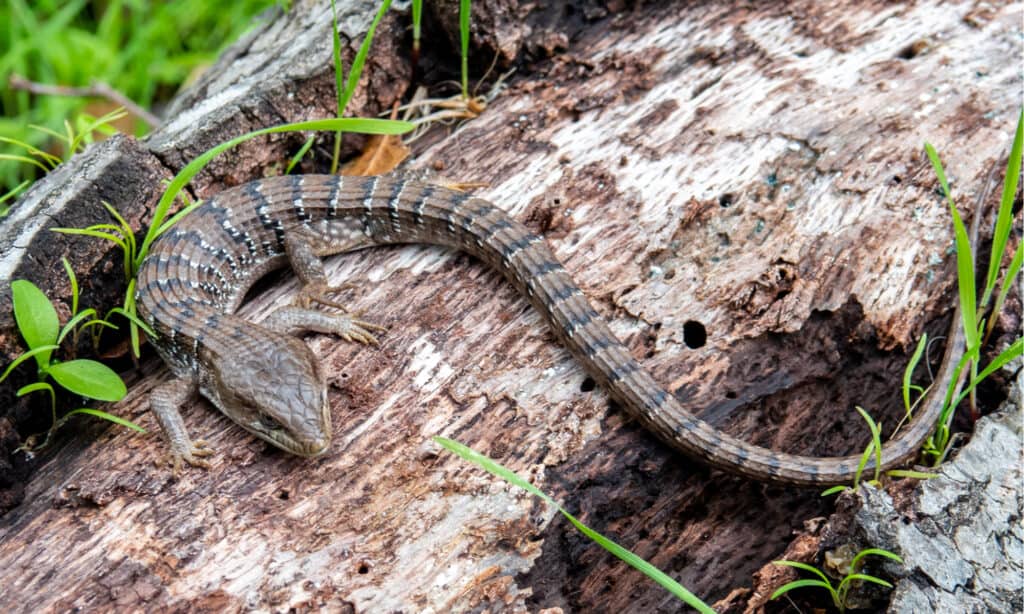 southern alligator lizard
