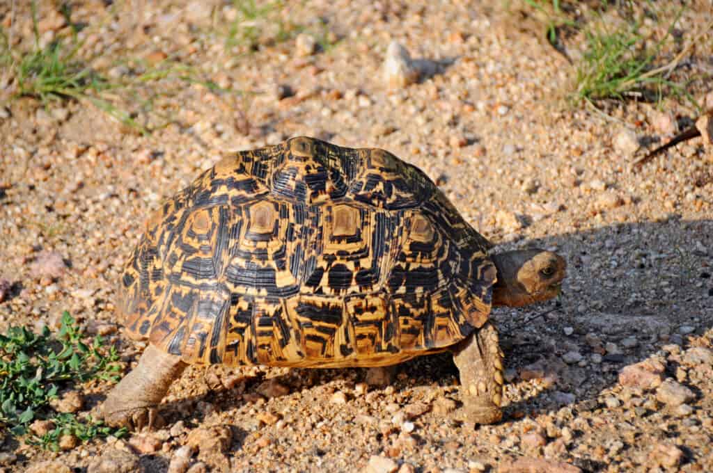Close,Up,Of,Speckled,Turtle,In,Real,Habitat,,Kruger,National