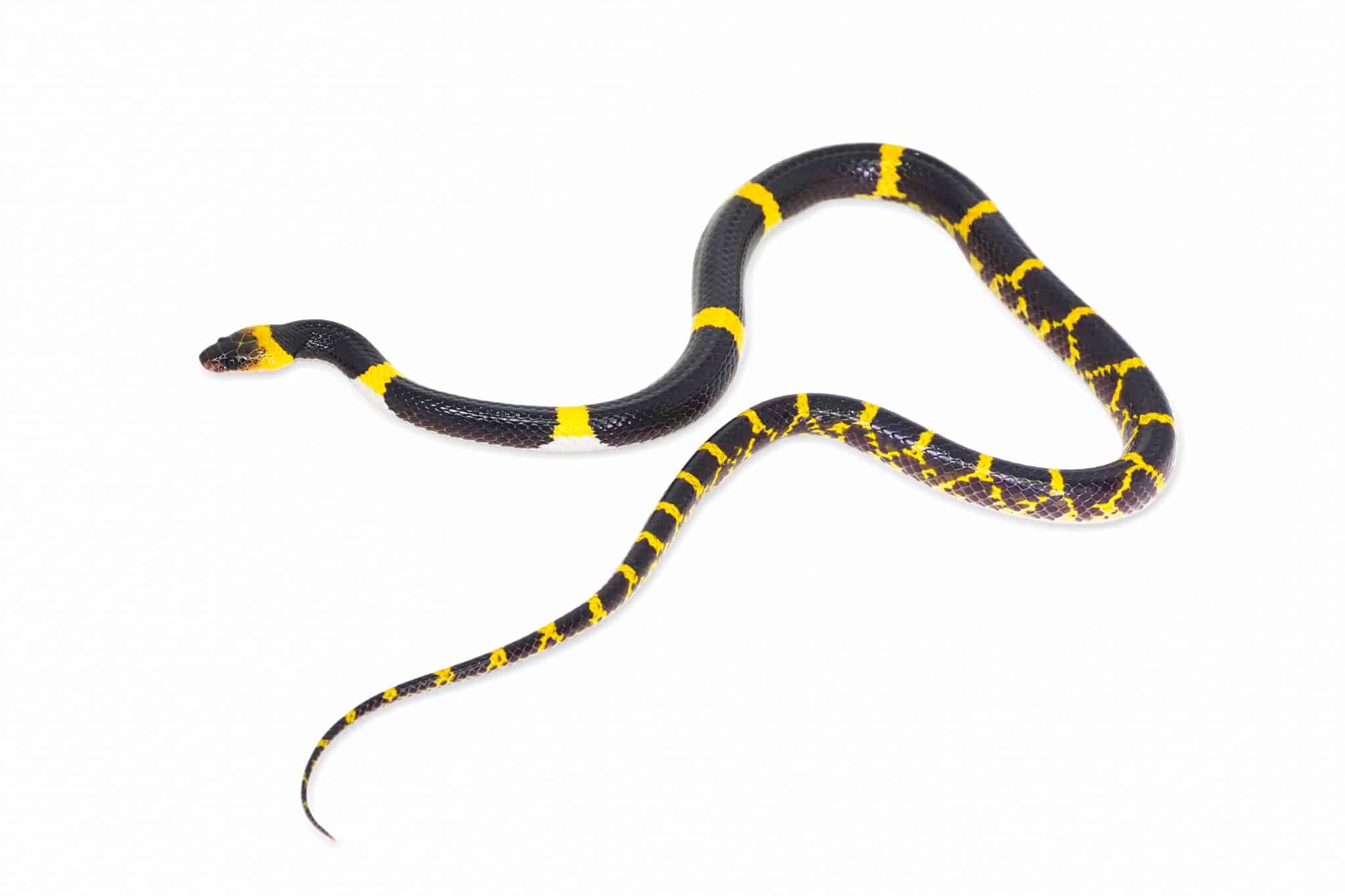 13 Yellow Snakes - Are Any Venomous? - A-Z Animals