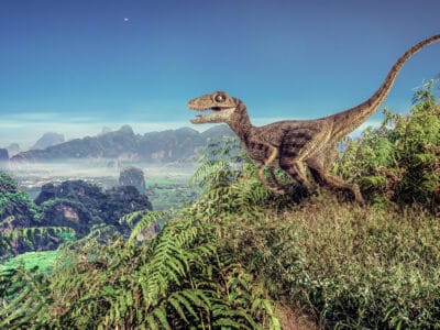 A Deinonychus vs Velociraptor: Who Would Win in a Fight?
