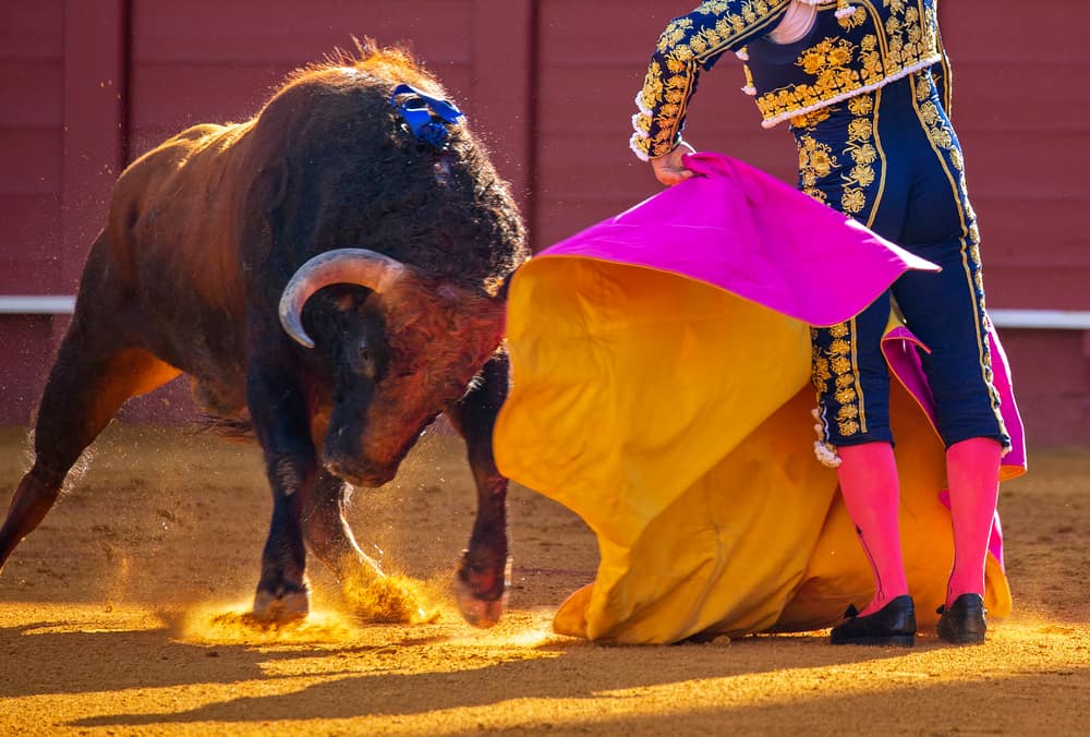 bullfight