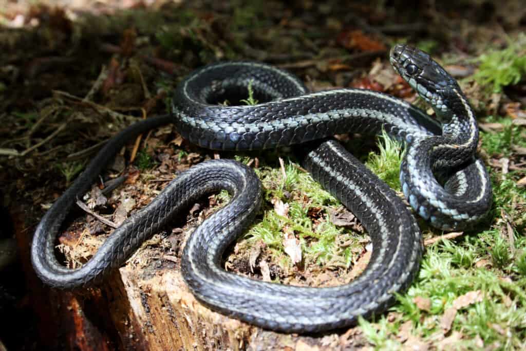 A,Garter,Snake,(thamnophis,Sp.),Lies,Coiled,In,The,Sunlight