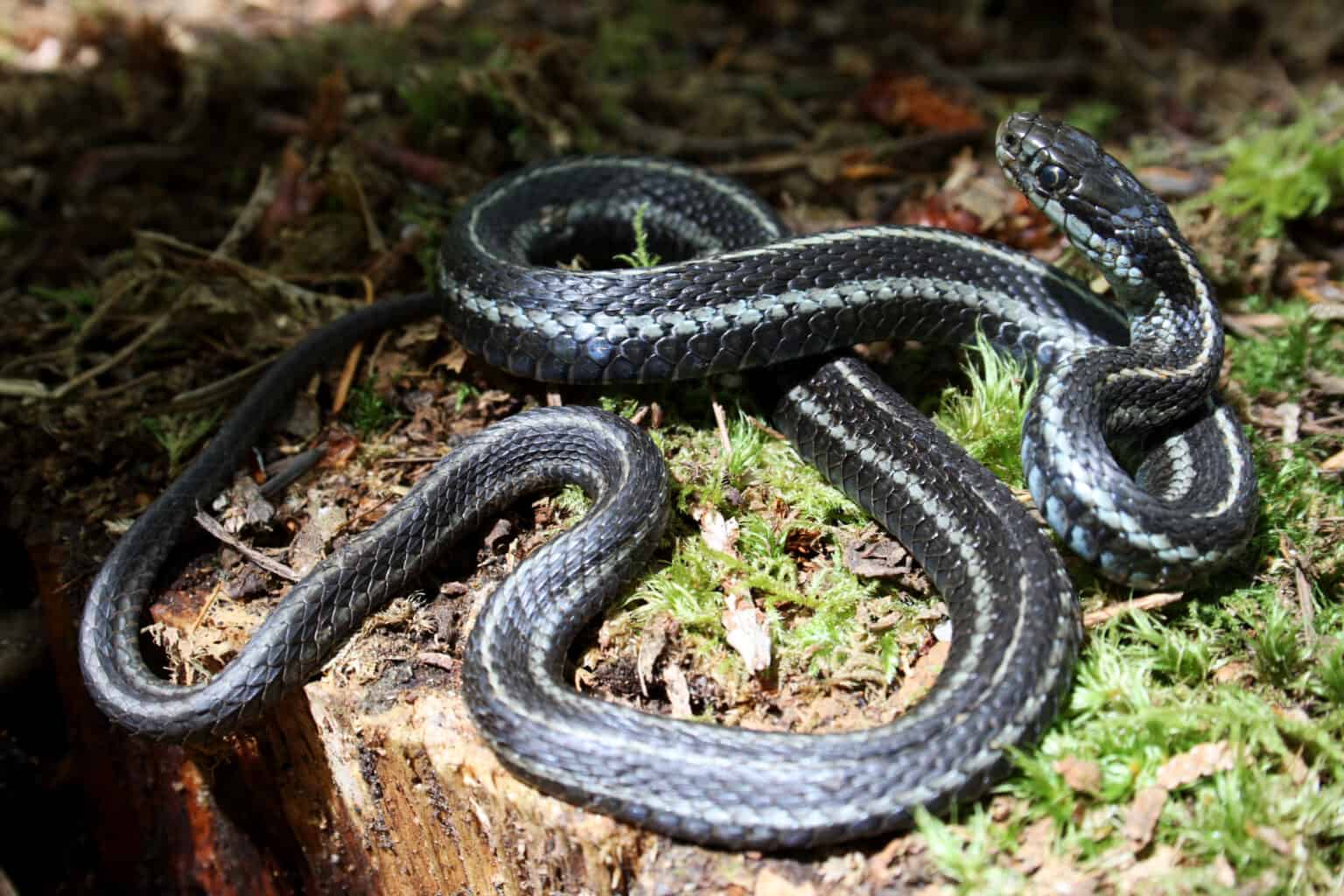 Discover 9 Black and White Snakes: Types and Where They Live - A-Z Animals