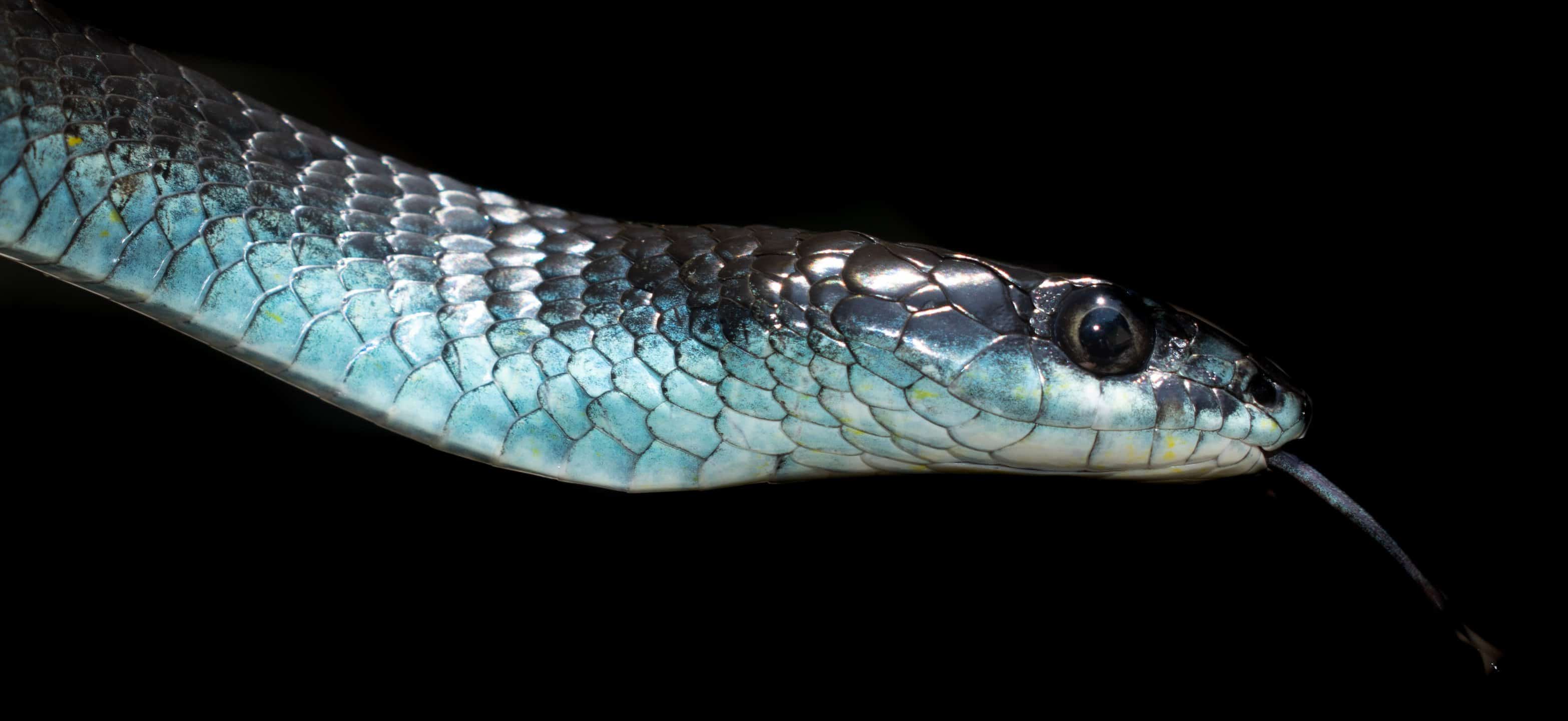 Blue Phase Common Tree Snake