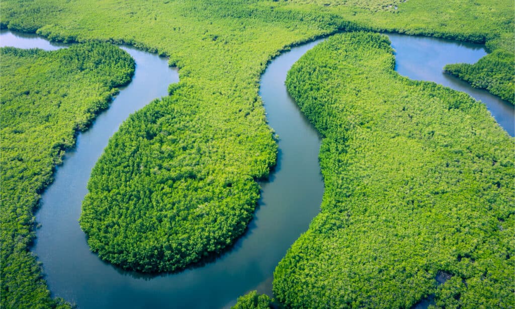 The Amazon Rainforest is the largest forest in the world 