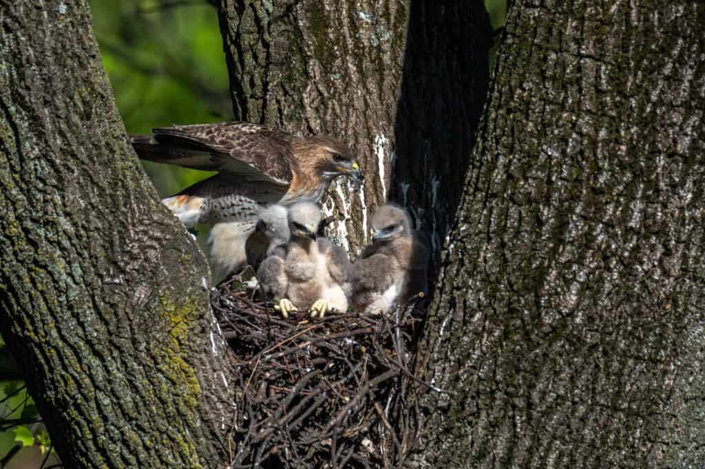 A female Red-tailed Hawk in her nest with nestlings.