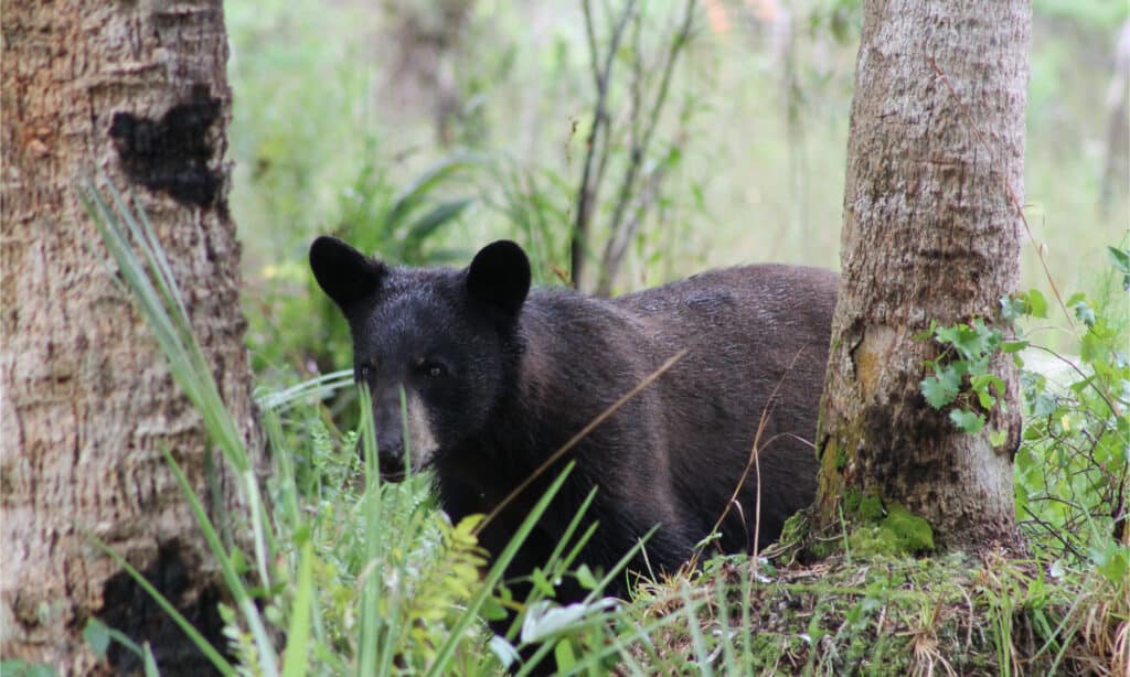 The best time to try and spot one of these bears in Florida is from May to September. 