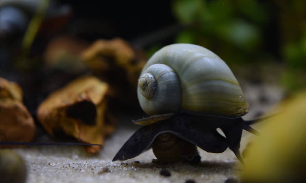 Mystery Snail or Pomacea bridgesii