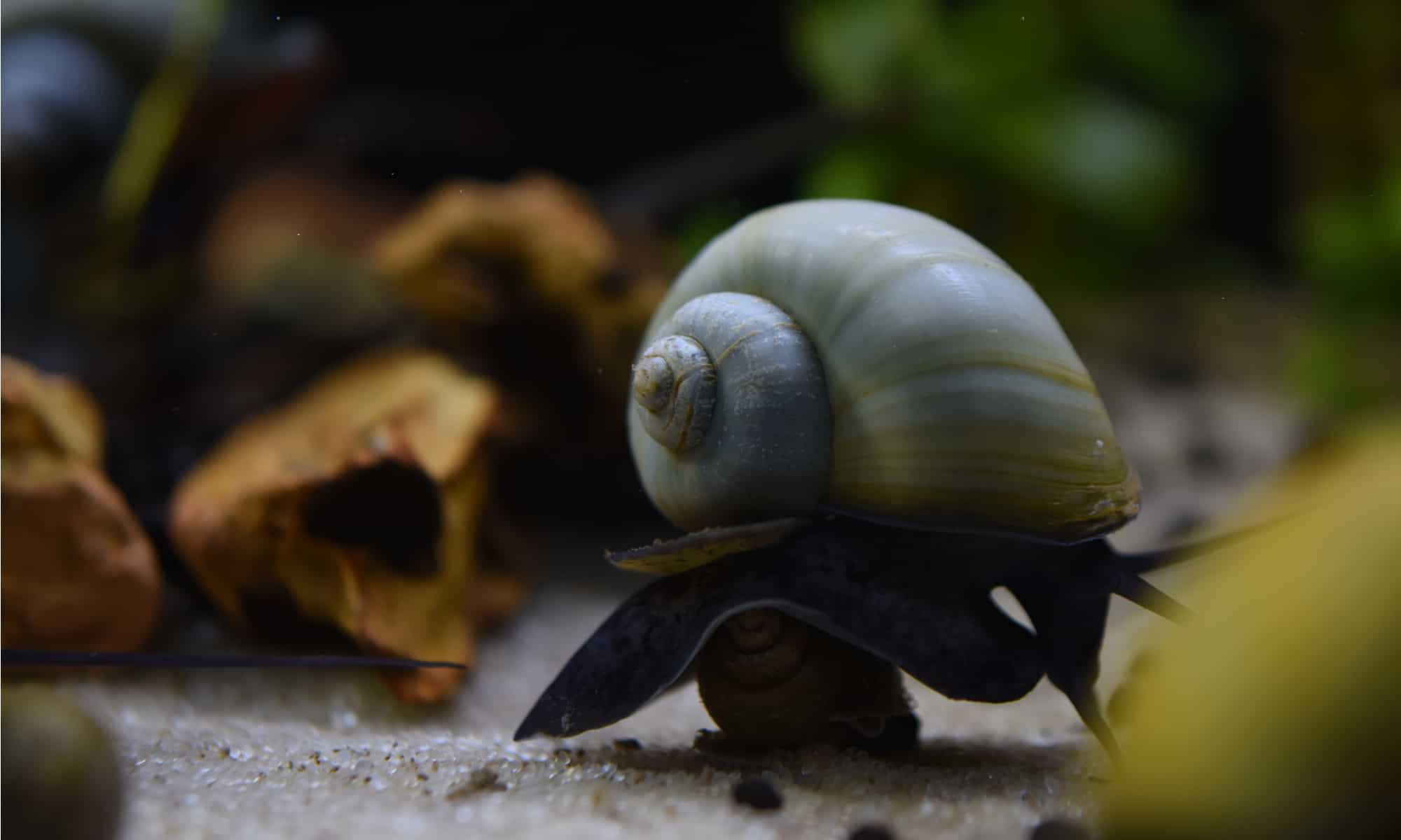 Male vs Female Mystery Snail - AZ Animals