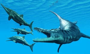 Discover the Top 10 Prehistoric Swimming and Flying Reptiles Picture