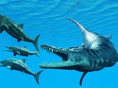 A Liopleurodon vs Mosasaurus: Who Would Win in a Fight?