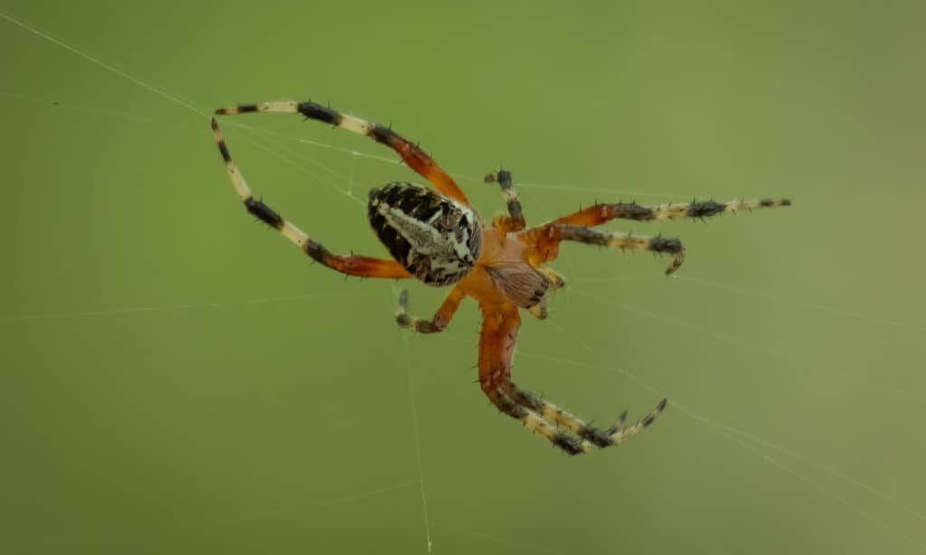 Red-Femured Spotted Orb Weaver