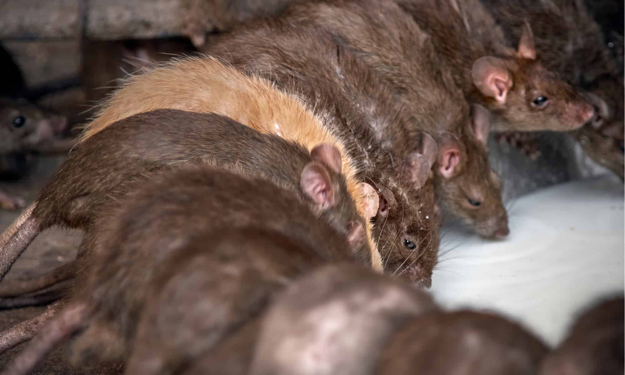 How Many Rats Live in New York City? AZ Animals