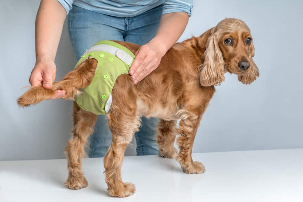 female dog diaper