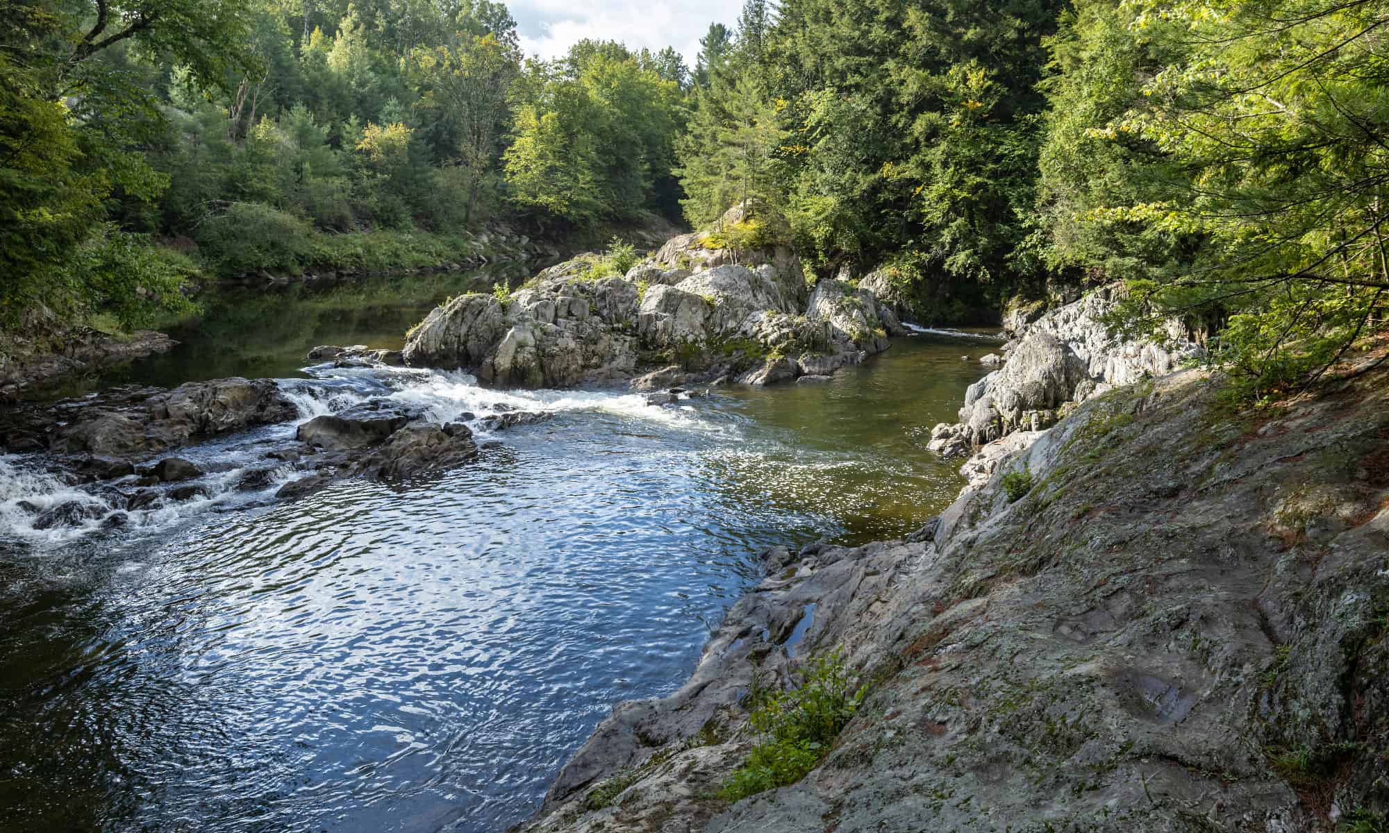 Discover the 10 Amazing Reasons Beavers Build Dams - AZ Animals