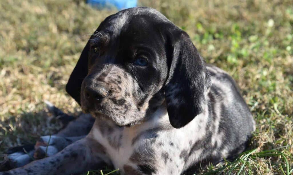 American Leopard Hound puppy