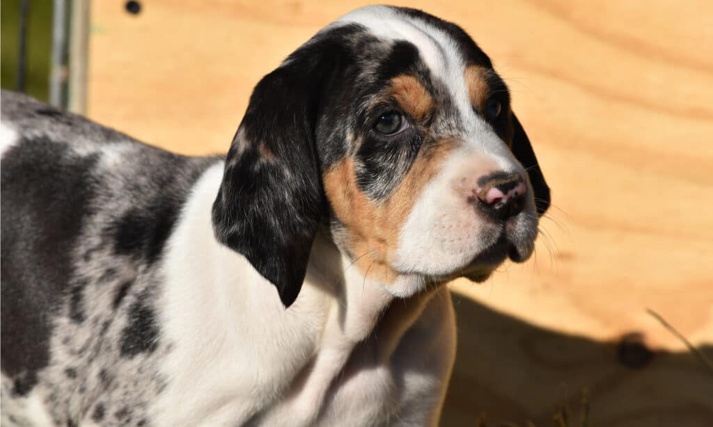 American Leopard Hound dog puppy