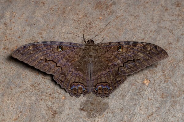 Black Witch Moth - A-Z Animals