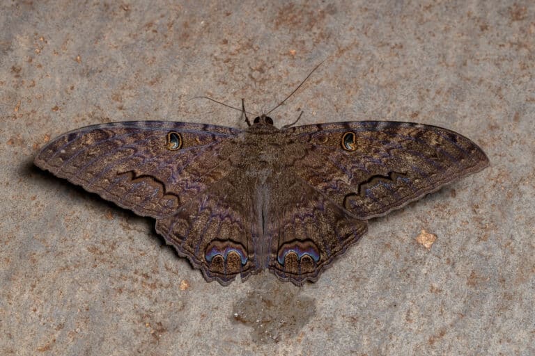 male adult black witch moth