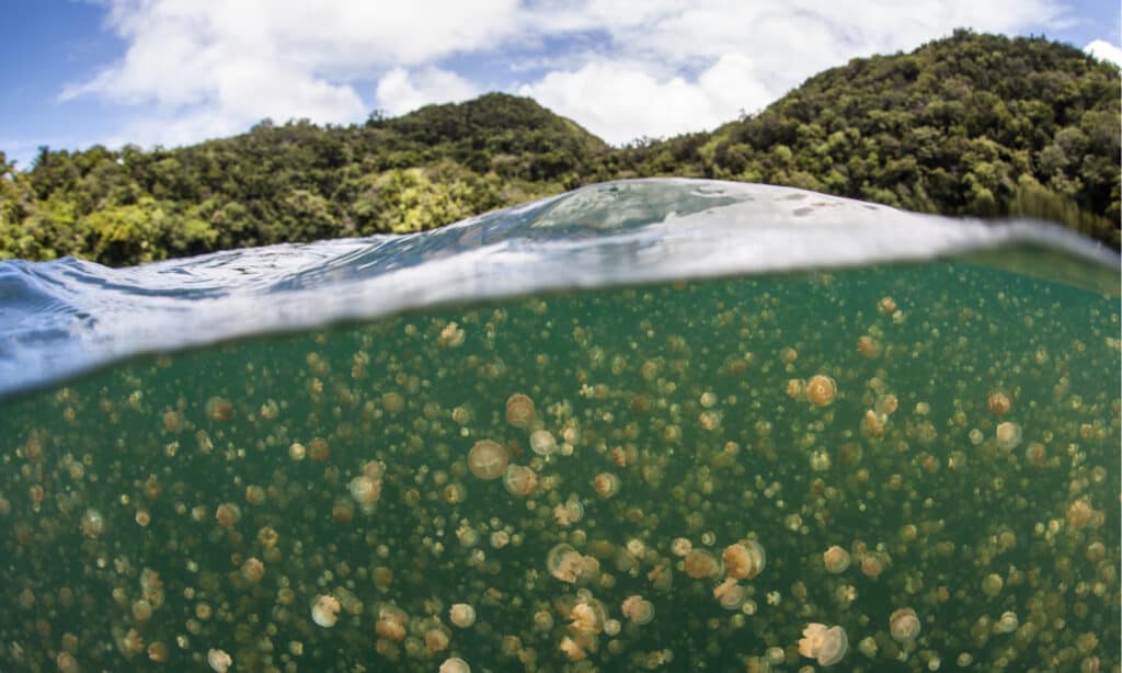 Jellyfish Lake