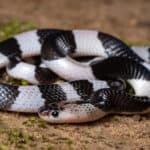 Malayan krait